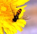 Picture Title - Bee on dandelion.