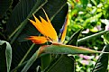 Picture Title - A Bird of paradise
