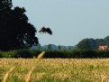 Picture Title - Sea Eagle