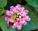 Picture Title - hummingbird butterfly