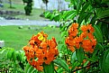 Picture Title - Flowers on Green