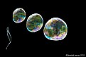 Picture Title - the existence of a small soap bubble