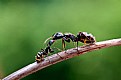 Picture Title - Feeding the Young