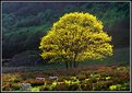 Picture Title - Tree in Springtime