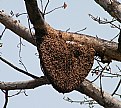 Picture Title - The Sweep