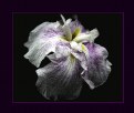 Picture Title - iris