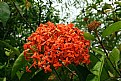 Picture Title - Orange Flower