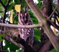 Picture Title - Long Eared Owl.