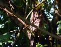 Picture Title - Long Eared Owl.