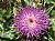 Arctium