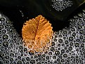 Picture Title - leaf & water 