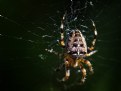 Picture Title - Spider.