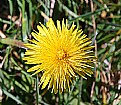 Picture Title - Dandelion