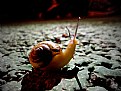 Picture Title - A lonely snail