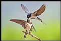 Picture Title - B177 (Barn Swallow)