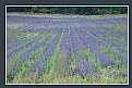 Picture Title - Lavender Field 2