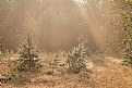 Picture Title - sun, forest, dew