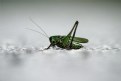 Picture Title - grasshopper