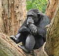 Picture Title - Thinking Chimp