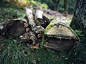 Picture Title - Woodland Textures