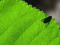 Picture Title - leaf