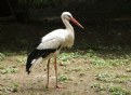 Picture Title - Stork walk