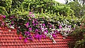 Picture Title - Roof & Flowers