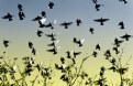 Picture Title - The starling bus.