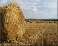 Picture Title - Haystacks , the race.....