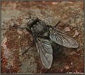 Picture Title - Rusty fly