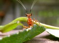 Picture Title - BABY FLOWER MANTIS