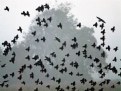 Picture Title - Starlings.