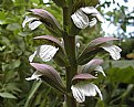 Picture Title - Acanthus