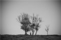 Picture Title - trees alone