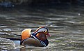 Picture Title - Mandarina duck