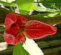 Picture Title - Canna Lily