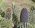 Picture Title - Fir Cones