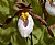 Cypripedium