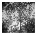 Picture Title - holga