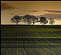 Picture Title - line of trees looking towards Hampeth