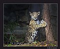 Picture Title - Jaguar Cub (d6044)