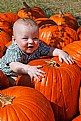 Picture Title - Pumpkin Patch 2