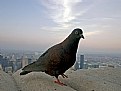 Picture Title - Pigeon