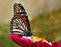 Picture Title - migrating monarch 2