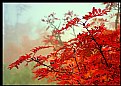 Picture Title - Colour of Autumn