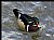 WOOD DUCK