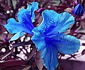 Picture Title - Blue Flower