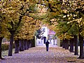 Picture Title - Autumn in the city