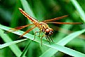 Picture Title - Dragon Fly