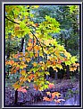 Picture Title - Colours of Autumn